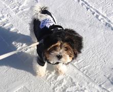 Togpetwear Toronto Maple Leafs NHL Dog Jacket (NEW) Review