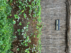 Hoselink Solar Security Floodlight | Motion Sensor | 80LED | PARAMOUNT Review