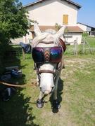 Equidiva Masque cheval eVysor eQuick 100% anti-UV - rainbow mirror Review