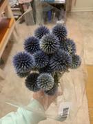 Afloral.com Blue Dried Echinops Globe Thistles - 16-22 Tall Review