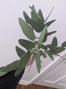 Afloral.com Faux Real Touch Eucalyptus Branch - 31 Tall Review