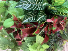 Afloral.com Red UV Protected Outdoor Fake Coleus Plant - 16 Review