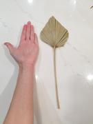 Afloral.com Pack of 5 - Natural Mini Palm Spears Review