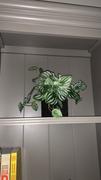 Afloral.com Artificial Natural Touch Watermelon Peperomia Plant - 13 Tall Review