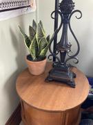 Afloral.com Small Fake Snake Plant in Terracotta Pot - 14 Tall Review