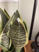 Afloral.com Small Fake Snake Plant in Terracotta Pot - 14 Tall Review