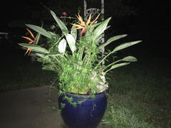 Afloral.com Large Indoor/Outdoor Artificial Bird of Paradise Spray - 36 Review