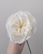 Afloral.com English Cabbage Artificial Rose Stem in White - 20.5 Tall Review