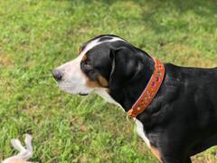 Sexy Beast Dog Collars Rainbow Review