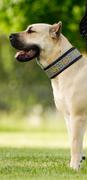 Sexy Beast Dog Collars BioThane® Adirondack Dog Leash Review
