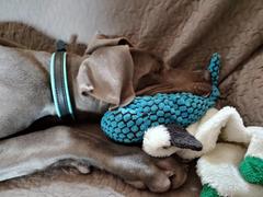 Sexy Beast Dog Collars Slimline Buckle Latigo Collar With Lining & Colored Stitching Review