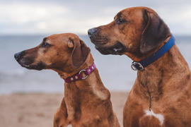 Sexy Beast Dog Collars BioThane® Adirondack Basic Central O Ring Collar Review