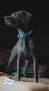 Sexy Beast Dog Collars BioThane® Adirondack Basic Central O Ring Collar Review