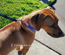 Sexy Beast Dog Collars BioThane® Everest Adjustable Martingale Collar Review