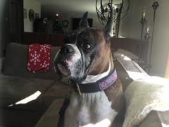 Sexy Beast Dog Collars Double Braided Bullhide Leash Review