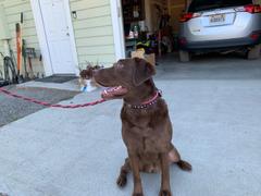 Sexy Beast Dog Collars Neck Size Review