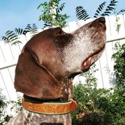 Sexy Beast Dog Collars Nutmeg Tooled Saddle Leather CUSTOMIZED Review