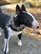 Sexy Beast Dog Collars Earl Grey Ruff Review