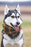 Sexy Beast Dog Collars Cedar Ruff Review