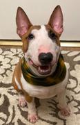 Sexy Beast Dog Collars Cedar Ruff Review