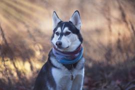 Sexy Beast Dog Collars Skyline Ruff Review