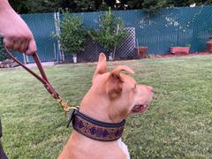 Sexy Beast Dog Collars Adirondack Training Handle Review
