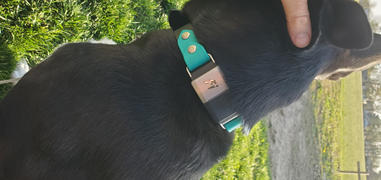 Sexy Beast Dog Collars Lakeside 1 Buckle Collar For Fi GPS Trackers Review