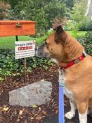 Sexy Beast Dog Collars Lakeside 1 Buckle Collar For Fi GPS Trackers Review