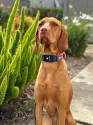 Sexy Beast Dog Collars Lakeside 1 Buckle Collar For Fi GPS Trackers Review
