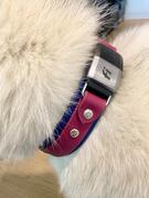 Sexy Beast Dog Collars Lakeside 1.5 Buckle Collar For Fi GPS Trackers Review