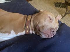 Sexy Beast Dog Collars Just Call My People Nameplate Review
