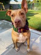 Sexy Beast Dog Collars Pinja Ruff Review