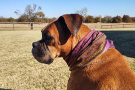 Sexy Beast Dog Collars Patchouli Ruff Review
