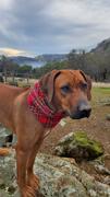 Sexy Beast Dog Collars Sleigh Bell Ruff Review