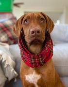 Sexy Beast Dog Collars Sleigh Bell Ruff Review