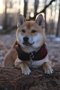 Sexy Beast Dog Collars Sundance Ruff Review