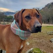 Sexy Beast Dog Collars Calistoga Ruff Review