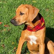 Sexy Beast Dog Collars Ranger Ruff Review