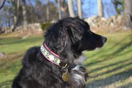 Sexy Beast Dog Collars 1 Jellie - SIZE 16-18 belt-style buckle - solid brass hardware Review