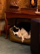 ideas4pets Gor Pets Ultima Dog Bed Review