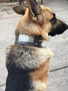 Pit Bull Gear NX1 - 3 Personalized Spiked Leather Dog Collar Review