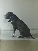 Pit Bull Gear NJ3 - 2 1/2 Name Plate Studded Dog Collar Review