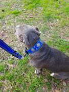 Pit Bull Gear Leather Handle Lead Review