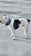 Pit Bull Gear NJ4 - 2 1/2 Name Plate Cone Studded Dog Collar Review