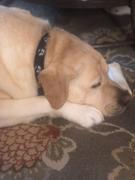 Route One Apparel Natty Boh Logo (Black) / Dog Collar Review