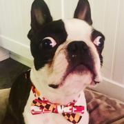 Route One Apparel Maryland Flag / Baby + Youth Pre-Tied Bowtie Review
