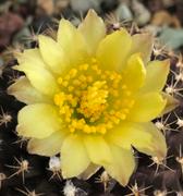 Copiapoa tenuissima Cactus | Buy Online | Planet Desert