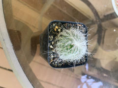 Old Man Cactus 'Cephalocereus senilis' - Fast Delivery | Planet Desert