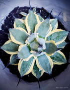 Copiapoa haseltoniana Chilean Cactus | Planet Desert