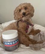 PawMedica Omega Skin & Coat Chews for Dogs Review